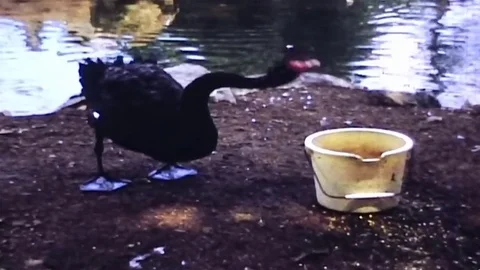 Goose drinks from bucket Stock Footage 83468999