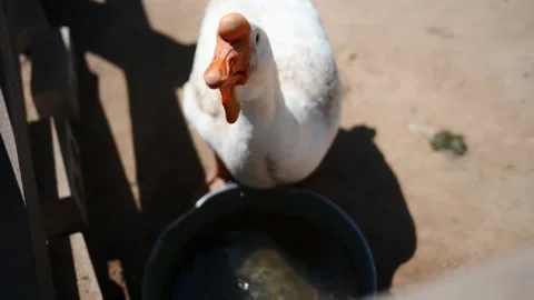 A goose drinks drinking water from a trough on a farm on a sunny summer day Stock Footage 253545629