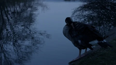 Goose drying off by a lake Stock Footage 86909785