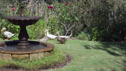 Goose, ducks change direction as they waddle across backyard lawn past fountain Stock Footage 153455744