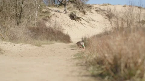 Goose at the dunes Stockbeeldmateriaal 237754003