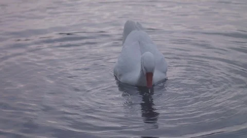 Goose dunks its head under water at dusk Stock Footage 104139893