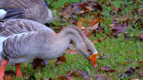 Goose Eating Stock Footage 35721959