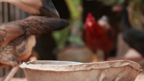 Goose is eating Stock Footage 85167074