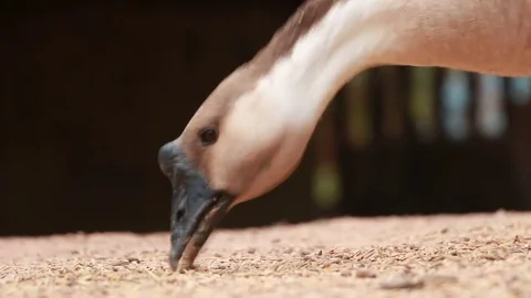 Goose is eating Stock Footage 85180256