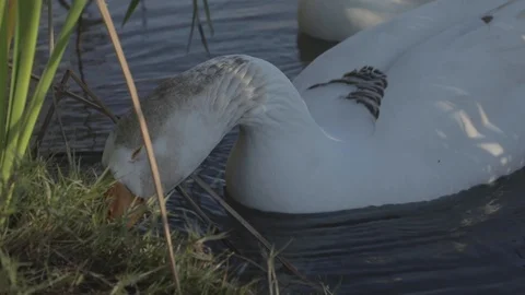 Goose eating Stock Footage 126573162