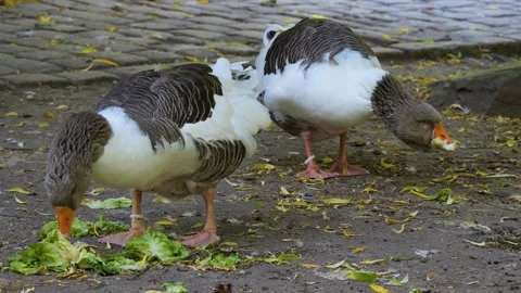 Goose eating  Stock Footage 243380492