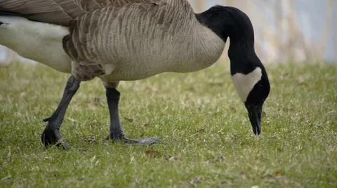 Goose Eating from Grass Stock Footage 4854525