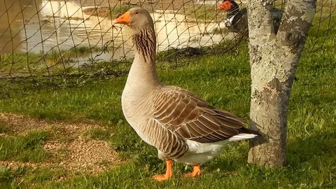 Goose eating grass Stock Footage 104225857