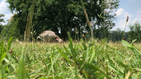 Goose eating grass. Low point Stock Footage 90888858