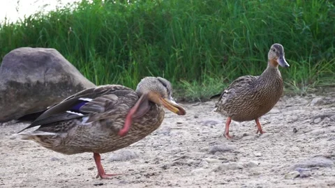 Goose eats bread in front of the Stock Video Pond5