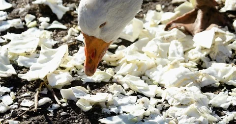 The goose eats food from the ground Stock Footage 123079151