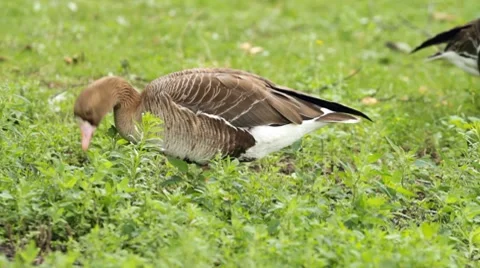 Goose eats a grass Video stock 7751366