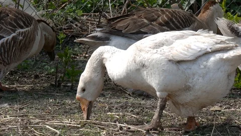 Goose eats grass. The geese are grazing, close-up. Stock Footage 108272181