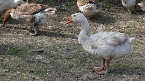 Goose eats grass. The geese are grazing, close-up. Stock Footage 108272213