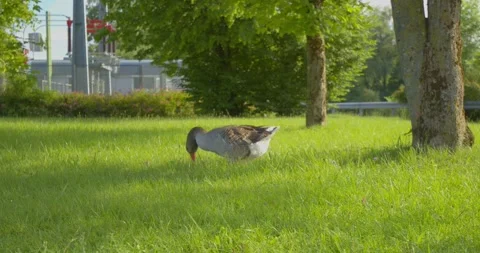 A goose eats grass at midday. Hand held recording 스톡 동영상 200972096