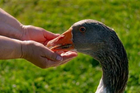 The goose eats slices of bread from the palms of a man. Foto stock