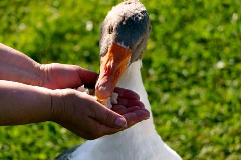 The goose eats slices of bread from the palms of a man. Foto stock