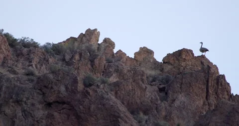 Goose on edge of cliff flys away Stock Footage 220894039