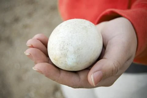 Goose Egg Stock Photos
