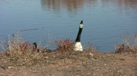 Goose Emerging Into The Weeds Vídeo Stock 313207