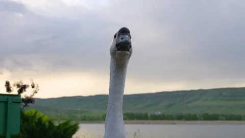 Goose explores lakeside area during quiet evening Vídeo Stock 333477858