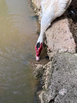 Goose exploring the lakeshore Stock Photos