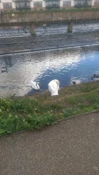 Goose exploring the stores of the river Lea Stock Photos