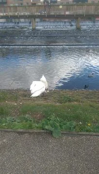 Goose exploring the stores of the river Lea Stock Photos