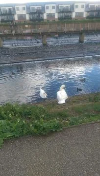 Goose exploring the stores of the river Lea Stock Photos