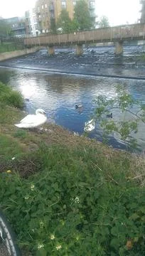 Goose exploring the stores of the river Lea Stock Photos