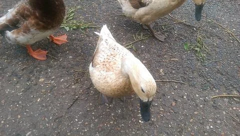 Goose exploring the stores of the river Lea Foto stock
