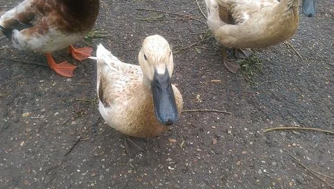 Goose exploring the stores of the river Lea Stock Photos