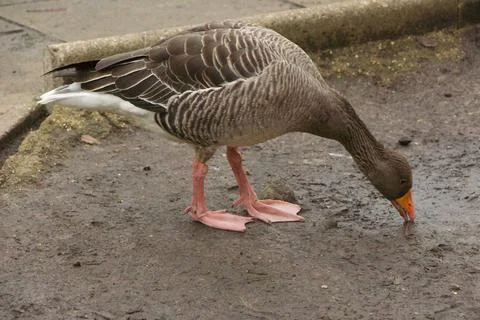 Goose exploring the stores of the river Lea Stock Photos