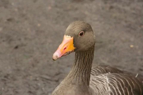 Goose exploring the stores of the river Lea Stock Photos