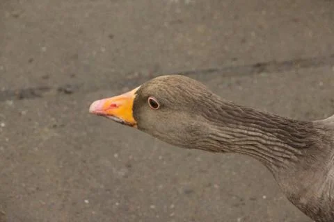 Goose exploring the stores of the river Lea Stock Photos