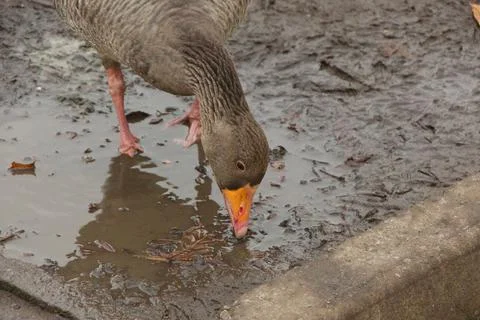 Goose exploring the stores of the river Lea Stock Photos