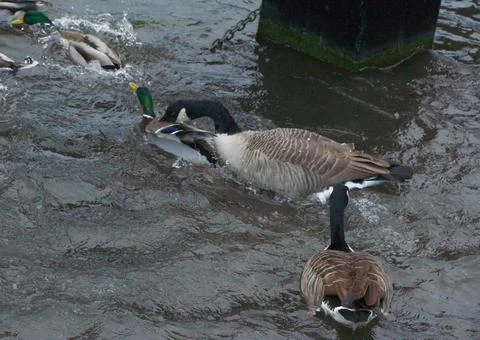 Goose exploring the stores of the river Lea Stock Photos