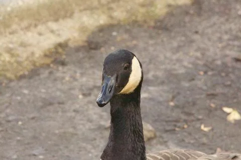Goose exploring the stores of the river Lea Stock Photos