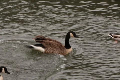 Goose exploring the stores of the river Lea Stock Photos