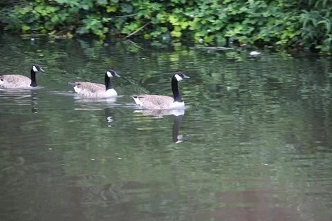 Goose exploring the stores of the river Lea Stock Photos