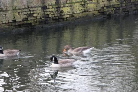 Goose exploring the stores of the river Lea Stock Photos