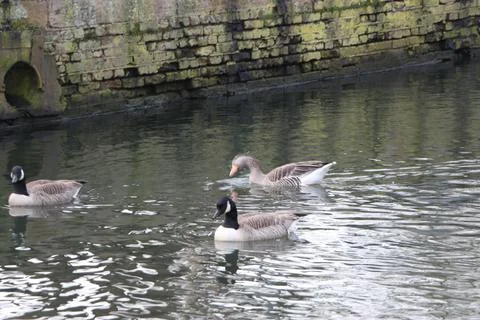 Goose exploring the stores of the river Lea Stock Photos