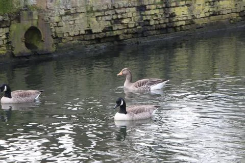 Goose exploring the stores of the river Lea Stock Photos