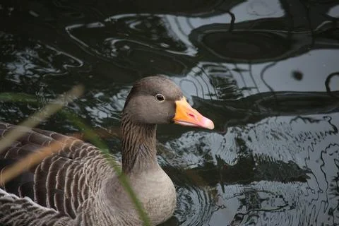 Goose exploring the stores of the river Lea Stock Photos