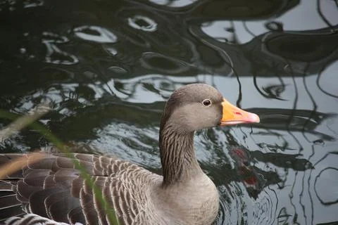 Goose exploring the stores of the river Lea Stock Photos