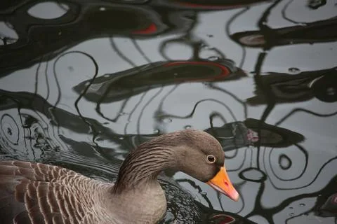 Goose exploring the stores of the river Lea Stock Photos