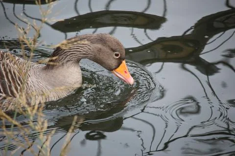 Goose exploring the stores of the river Lea Stock Photos