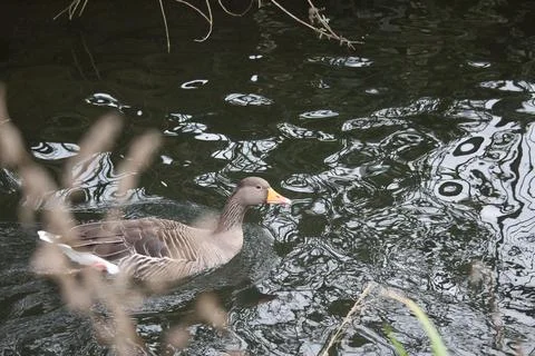 Goose exploring the stores of the river Lea Stock Photos