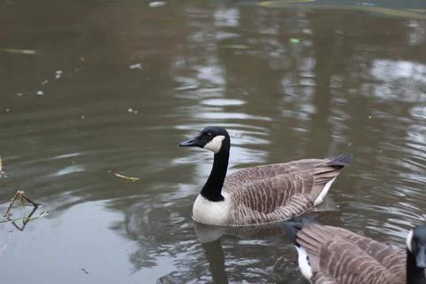 Goose exploring the stores of the river Lea Stock Photos